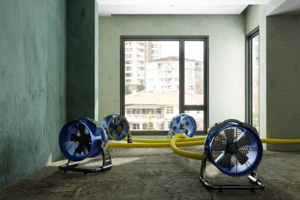 Best Water damage cleanup near me  in Dundee, NY